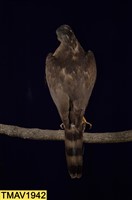 鳳頭蒼鷹藏品圖，第8張